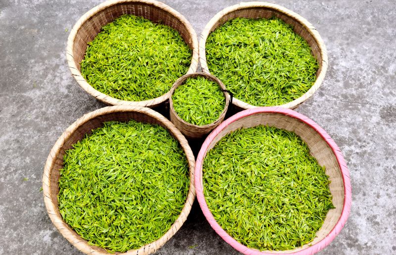 今年4月底，平昌縣新建大宗茶生產線將全面完成調試投產，預計年產量突破3000噸，產值逾1.8億元。平昌縣委組織部供圖