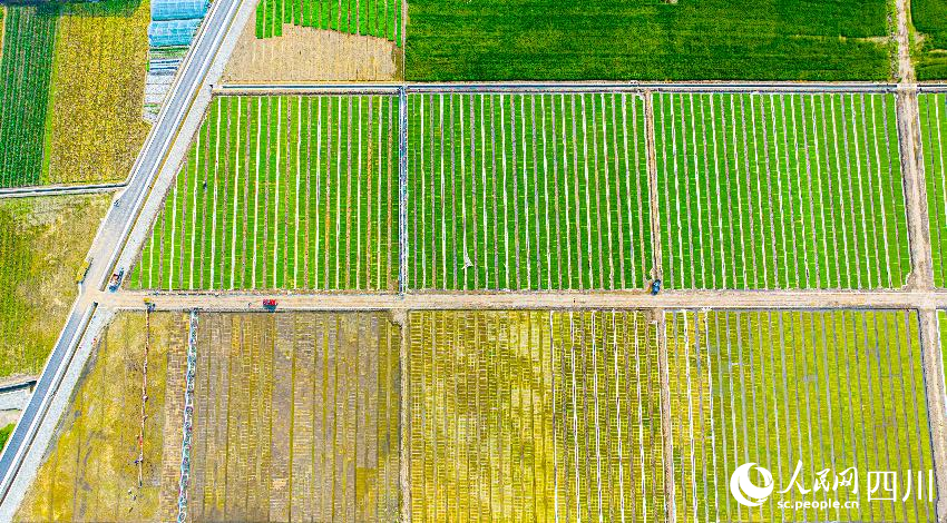 都江堰灌區。劉釗攝