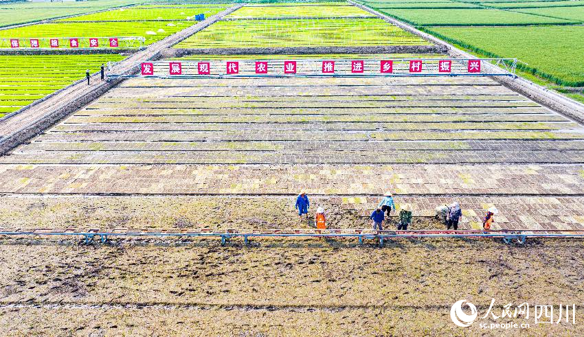 都江堰灌區春種景象。人民網記者 朱虹攝