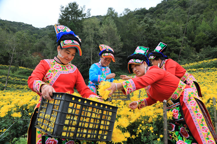 村民采摘黃菊。阿壩州委網信辦供圖