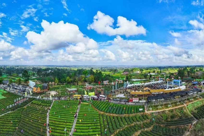 榮縣茶園。榮縣縣委宣傳部供圖