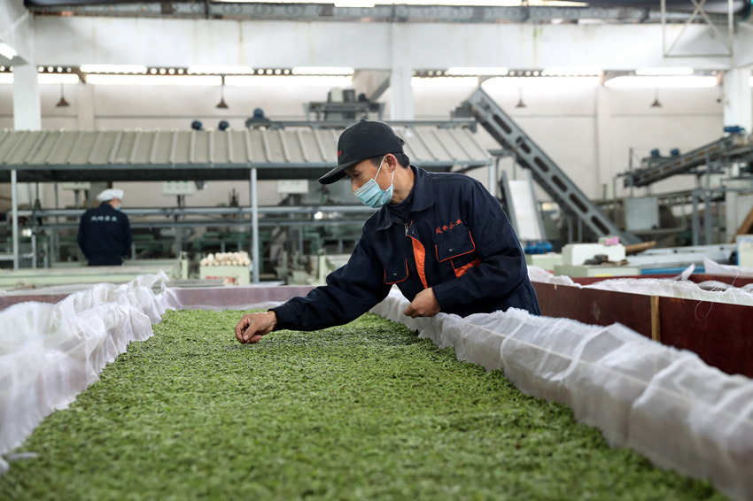 瀘州市納溪區護國鎮的茶葉加工企業工人在生產線工作。高銀松攝