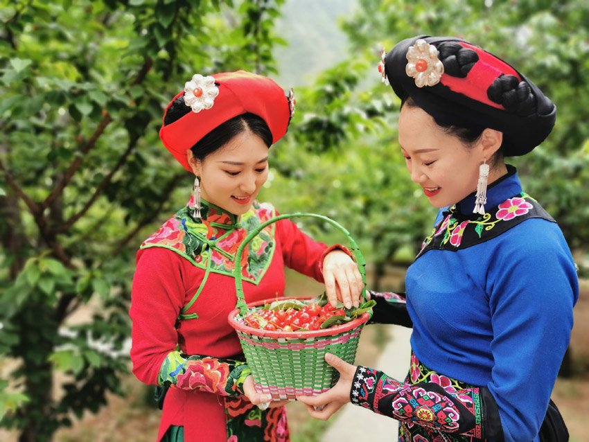 汶川大櫻桃，永現中國紅。汶川縣融媒體中心供圖