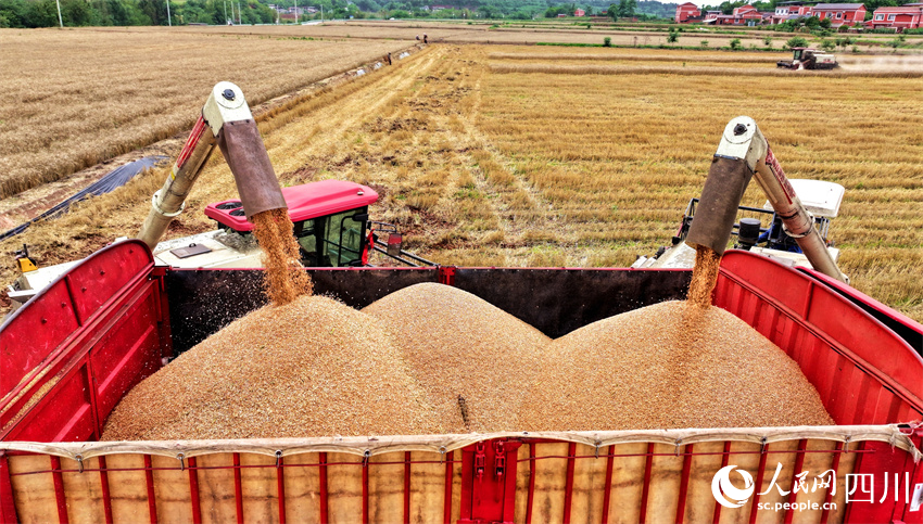 機械化收割脫粒效率高。人民網記者 劉海天攝