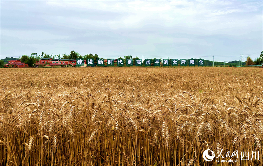 小麥豐收，麥浪金黃。人民網記者 劉海天攝