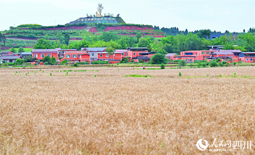 “天府糧倉”，生長希望。人民網記者 劉海天攝