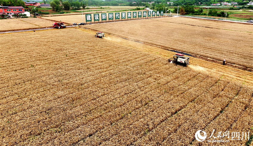 豐收畫面展現在美麗的田野上。人民網記者 劉海天攝