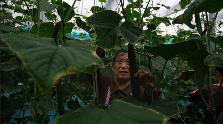 村民摘黃瓜。敘州區融媒體中心供圖