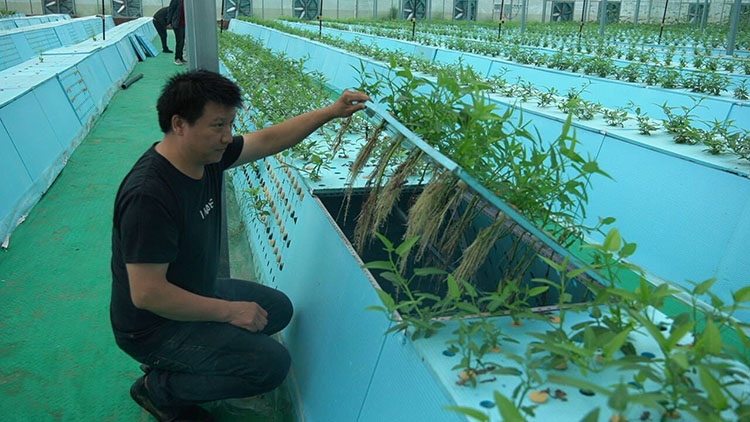 氣霧栽培蔬菜。敘州區融媒體中心供圖.jpg