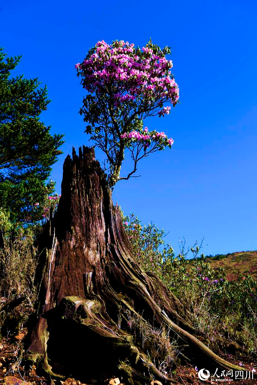 索瑪花開。賈巴爾且攝