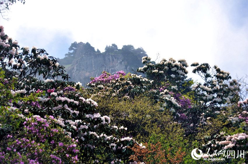 涼山金陽縣波洛10萬畝索瑪花次第開放，美不勝收。賈巴爾且攝