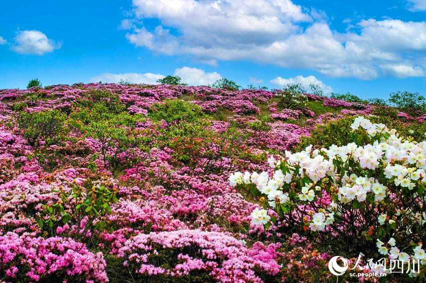 涼山金陽縣波洛10萬畝索瑪花次第開放，美不勝收。賈巴爾且攝