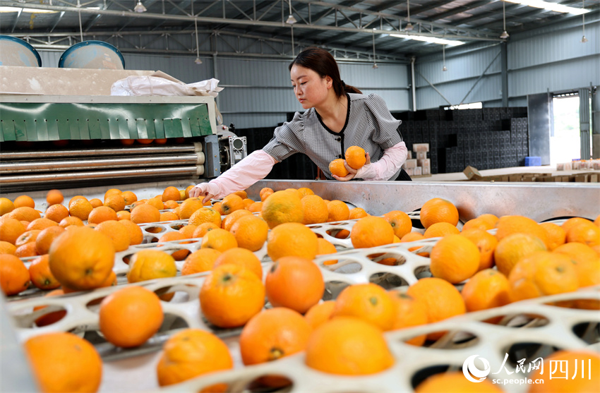 機器上邊分大小。人民網記者 劉海天攝