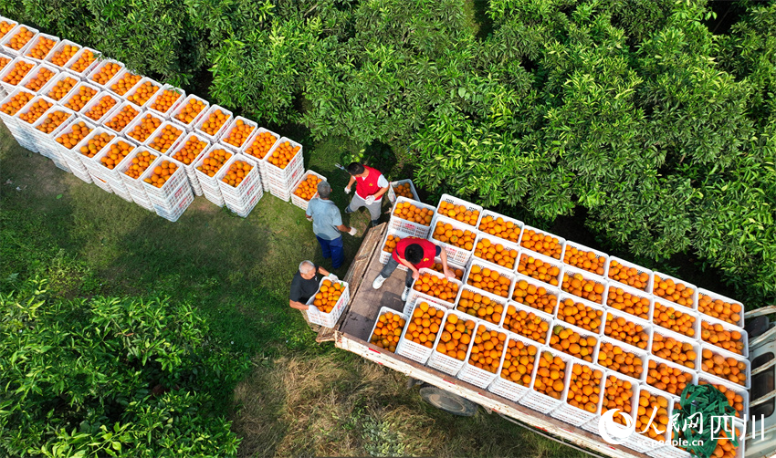 成箱碩果裝滿車。人民網記者 劉海天攝