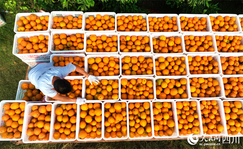 致富果實裝穩固。人民網記者 劉海天攝