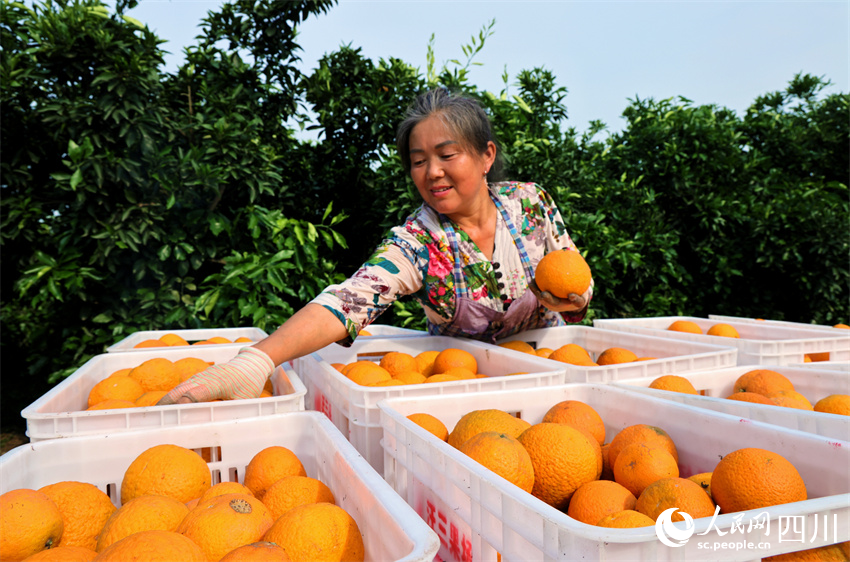 鄉村希望雙手創。人民網記者 劉海天攝