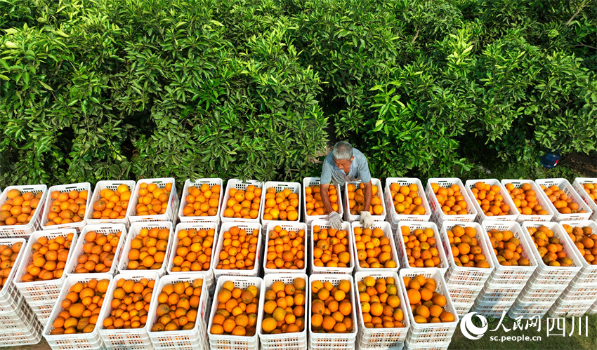 果農排起“黃金陣”。人民網記者 劉海天攝