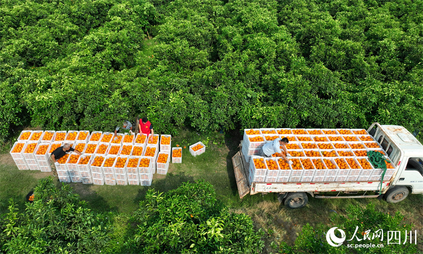 碧綠田野走“金車”。人民網記者 劉海天攝
