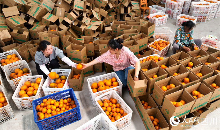 紙箱里面甘甜多。潘建勇攝