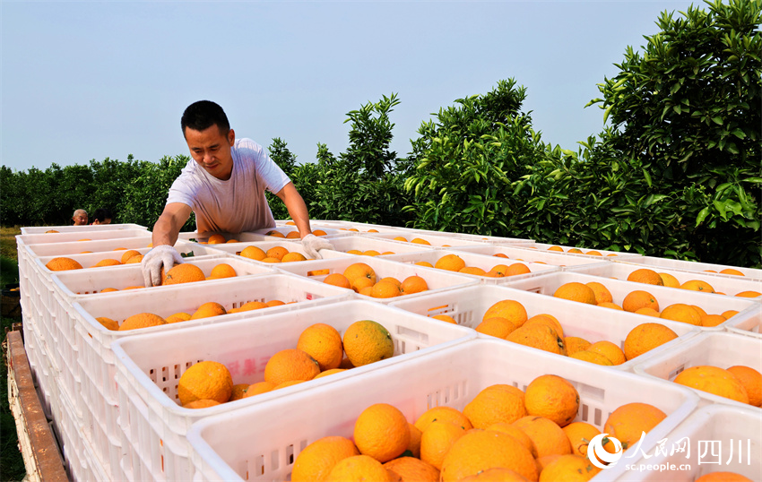 手檢柑橘來裝車。潘建勇攝