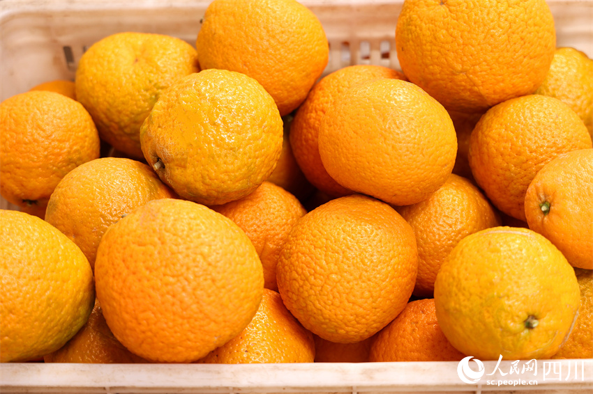 富民水果大又多。潘建勇攝