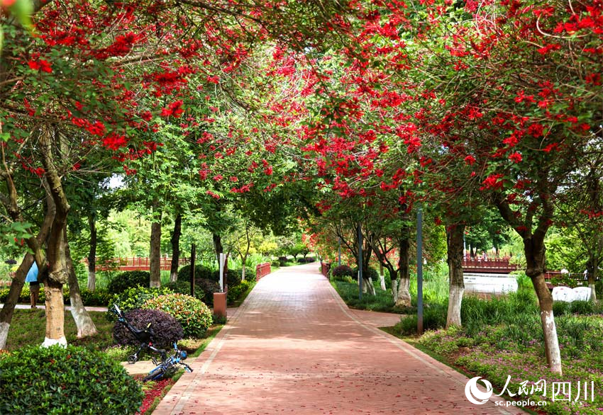 錦繡前程紅云鋪，光明理想佳景促。人民網記者 劉海天攝