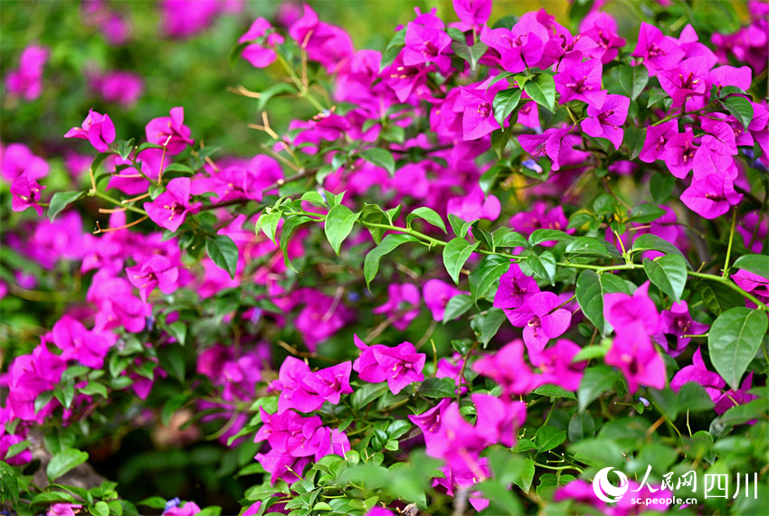 三角梅開三千樹，一片冰心一萬壺。人民網記者 劉海天攝