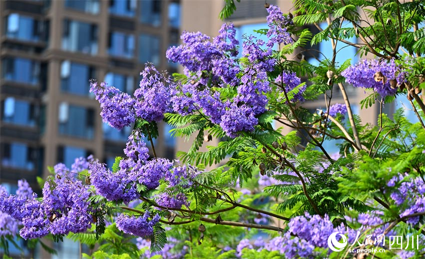 藍花楹畔高樓固，綠葉影底小鳥呼。潘建勇攝