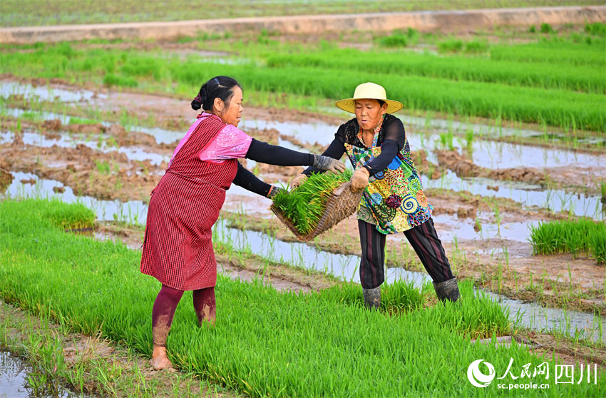 協作田野上，幫忙水渠邊。人民網記者 劉海天攝