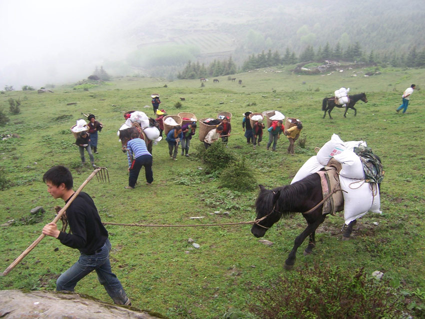 在黃河上游補播牧草。阿壩州委宣傳部供圖