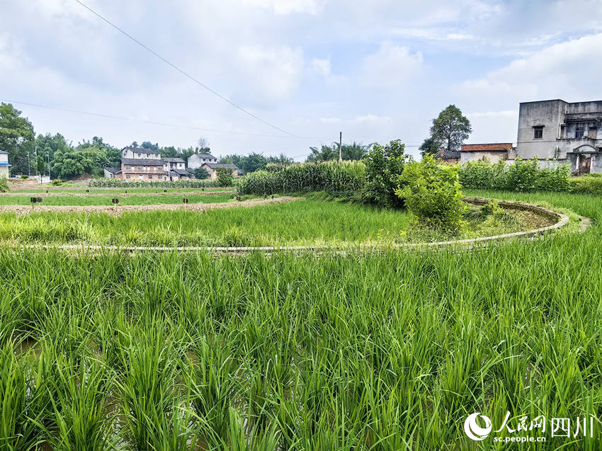 連片的稻蝦田。林巧攝