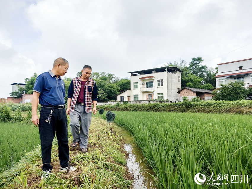 黃桷村黨總支書記鄭賢彬帶領村干部巡稻蝦田。林巧攝