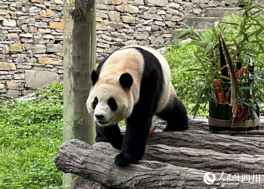 6月12日，大熊貓“福寶”正式與公眾見面。人民網記者 王波攝