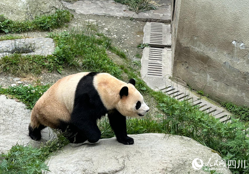 早前適應期時的福寶。人民網記者 王波攝