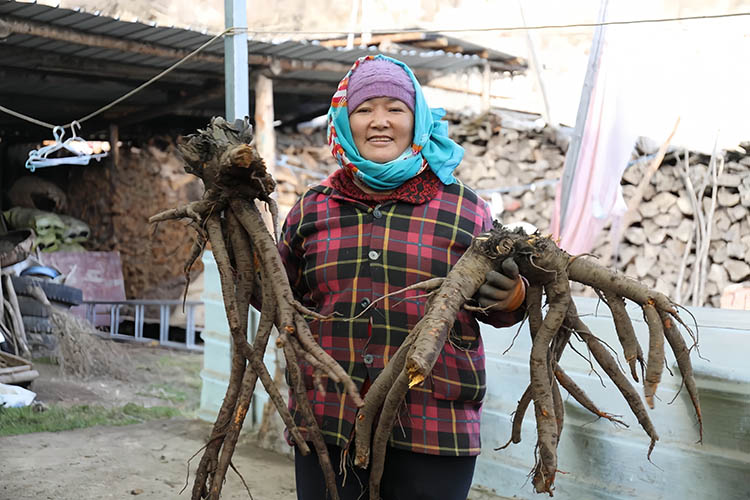 村民收獲經濟作物。尼瑪澤仁供圖