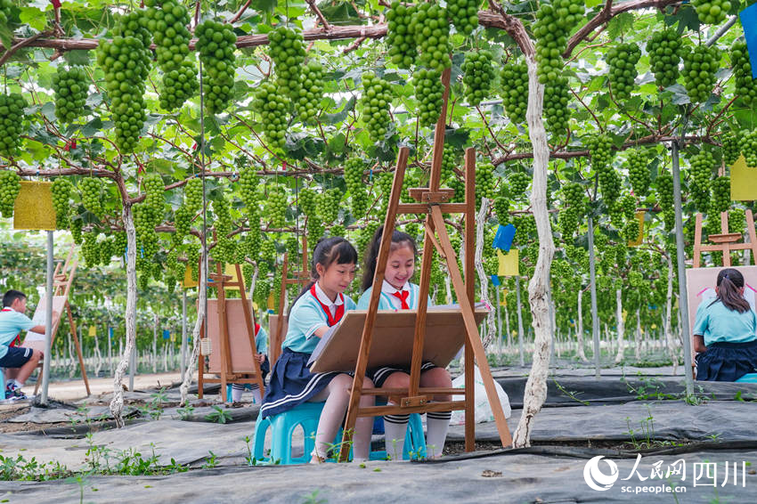 6月13日，眉山市彭山區實驗小學學生前往當地的葡萄種植基地開展勞動教育社會實踐活動，學生們在大棚下描繪葡萄豐收景象。翁光建攝