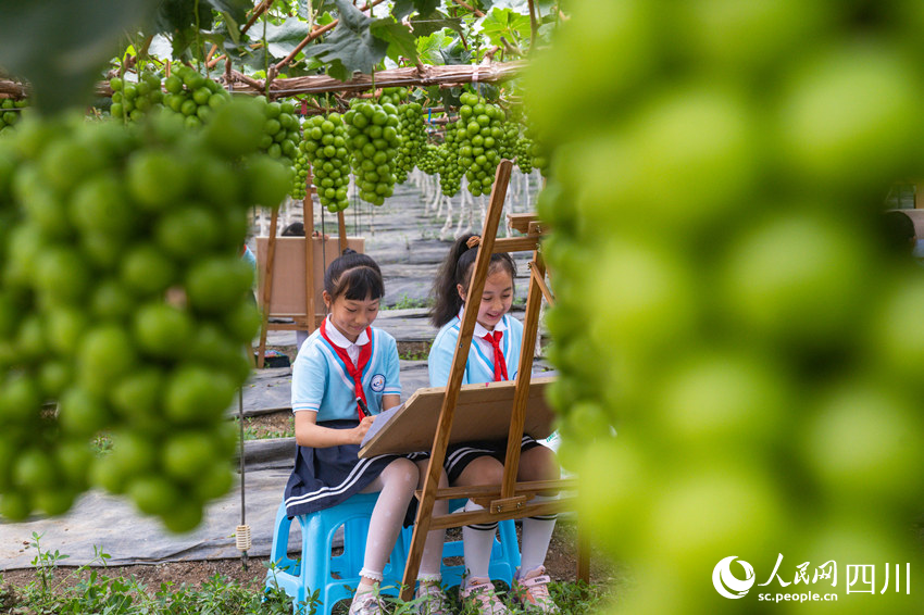 6月13日，眉山市彭山區實驗小學學生前往當地的葡萄種植基地開展勞動教育社會實踐活動，學生們在大棚下描繪葡萄豐收景象。翁光建攝