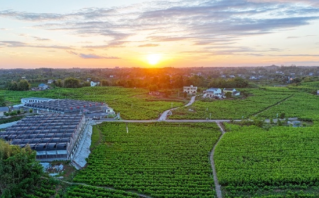 武勝縣猛山鄉萬民村蠶?；?。夏俊林供圖