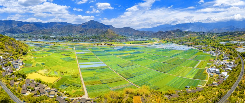 米易稻菜輪作產業園。王禹豪供圖