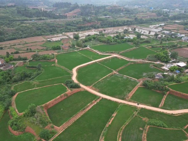 “天府糧倉”仁壽縣富加鎮金鐘村土地綜合整治項目區。仁壽縣規劃和自然資源局供圖