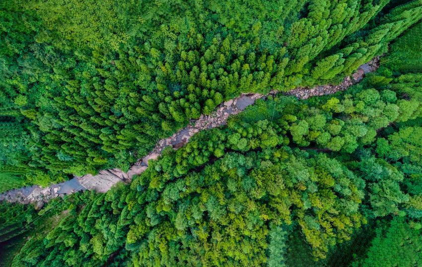 達州黑寶山林場。江洪平攝