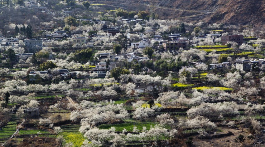 民族團結示范村——冷磧鎮杵坭村。瀘定縣委宣傳部供圖