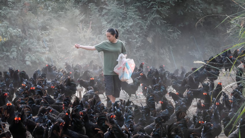 萬源舊院黑雞林下科學養殖補食。達州市林業局供圖