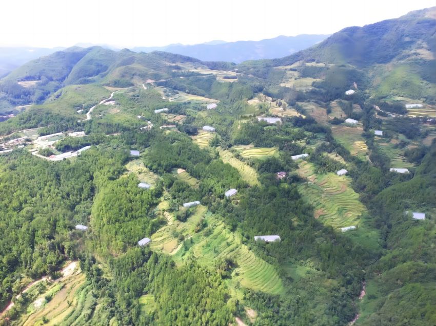 萬源舊院黑雞林下養殖園區。達州市林業局供圖