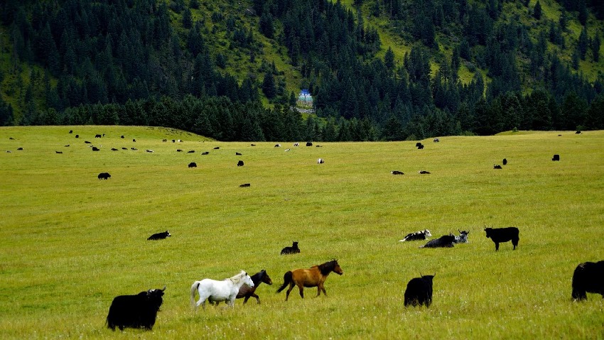 玉科草原。劉劍攝