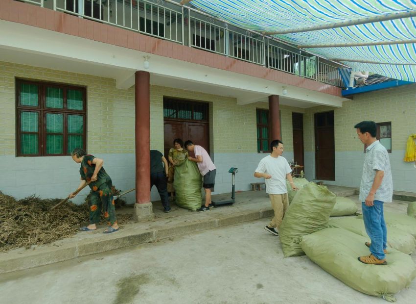 7月15日，中國融通醫療健康集團、四川天和藥業同藥農一起打包裝車石菖蒲。中國融通醫療健康集團供圖