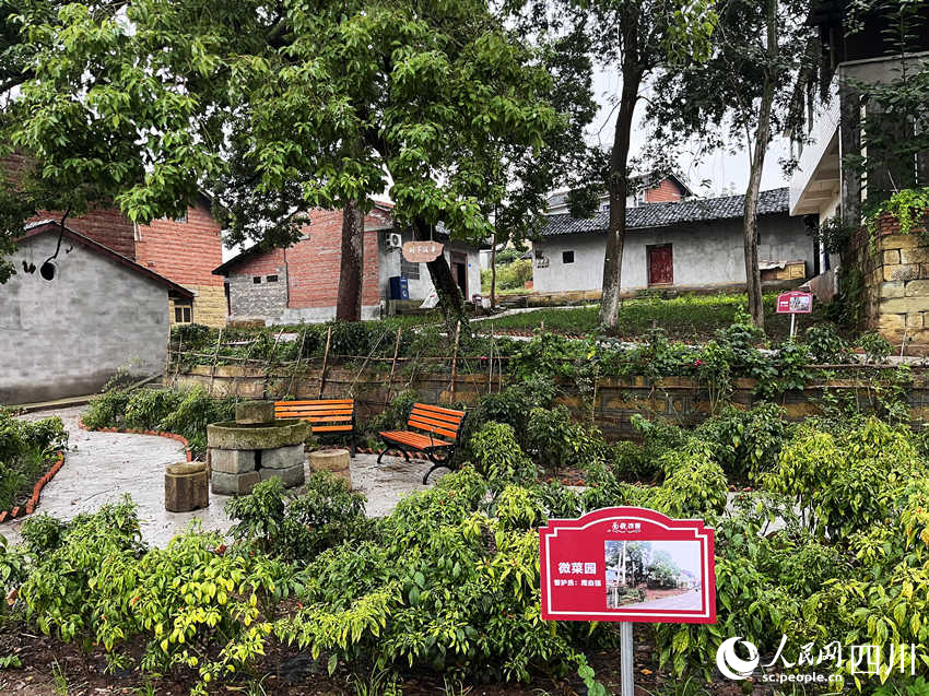 下壩橋村的“微菜園”。蘭萍攝