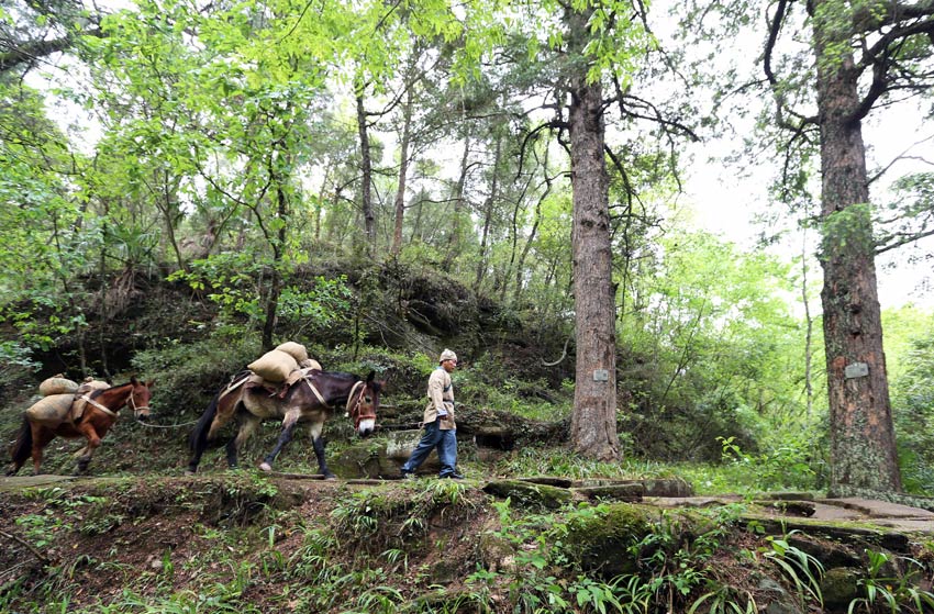 古時馬幫運輸情景再現。唐彪攝