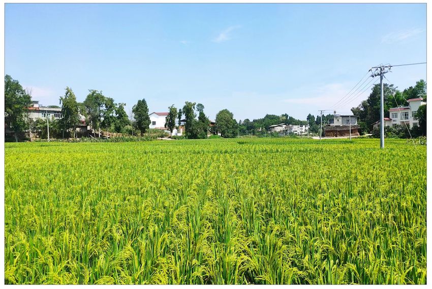 金堂縣萬安村。金堂縣委宣傳部供圖