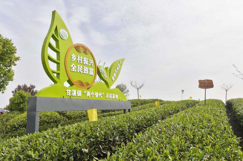 “兩個替代”茶葉示范基地。蒲江縣委宣傳部供圖